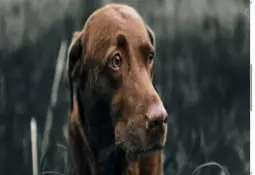 Rencontrez Tilly, le labrador entraîné à la détection d'odeurs qui repère les espèces envahissantes en Ontario.