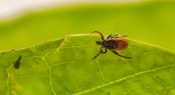 One Tick Bite Left Her Unable to Eat Meat or Dairy Again