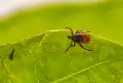 One Tick Bite Left Her Unable to Eat Meat or Dairy Again