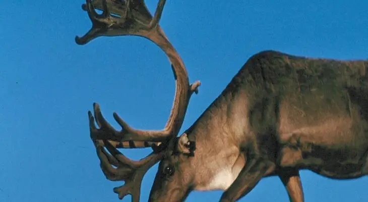 Première Nation de Xatśūll pétitionne Ottawa pour la protection d'urgence des caribous